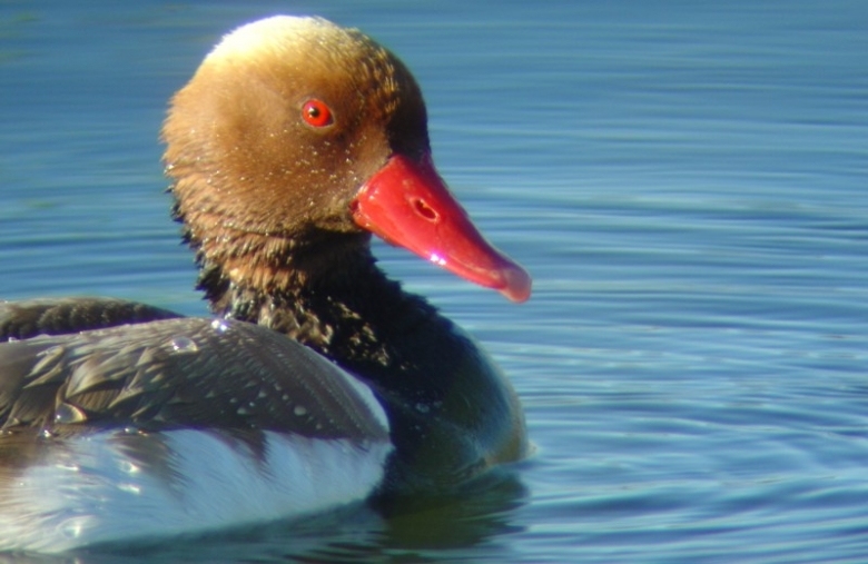 Bird Watching - Eco Tourism