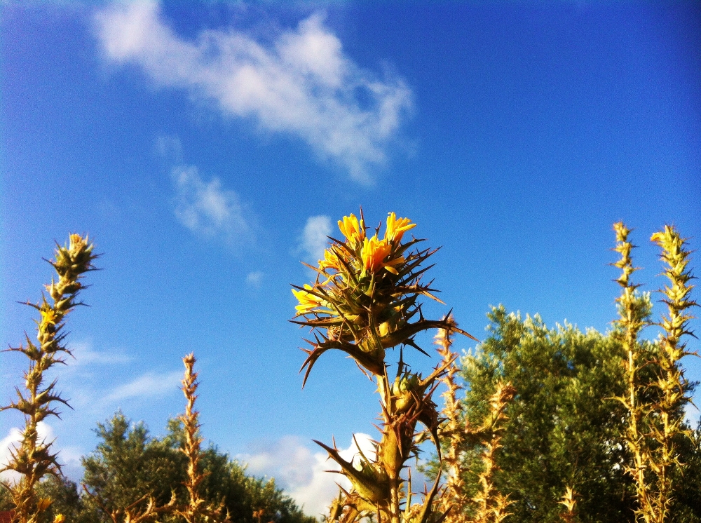 Off Road / Horse Riding Combo - Algarve buggies tours